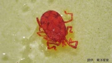 【コンクリートにわらわらと】目を凝らすと見える「すごく小さな赤い生き物」の正体は何？害はあるの？