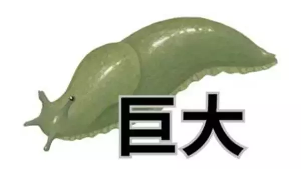 【バナナのような"巨大ナメクジ"】20センチ近くになる「ヤマナメクジ」市街地にはいないタイプ【画像閲覧注意】