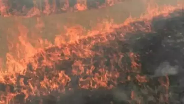 春はすぐそこ　黄金色の芝が漆黒に　早春の訪れ告げる「岡山後楽園」の芝焼き【岡山】