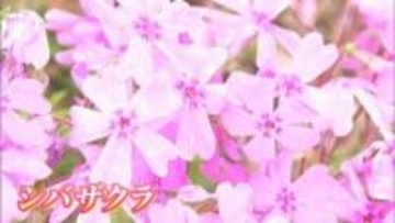 1.5ヘクタールの庭園に約30万株のシバザクラ見頃「毎年変わってくので見ごたえがあります」【香川】