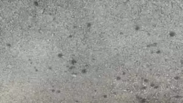 アスファルトに小さなシミを見つけたら「マルカメムシ！？」見覚えのある「小さいけれど臭い」カメムシ「その生態は？」【前編】