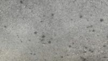 アスファルトに小さなシミを見つけたら「マルカメムシ！？」見覚えのある「小さいけれど臭い」カメムシ「その生態は？」【前編】