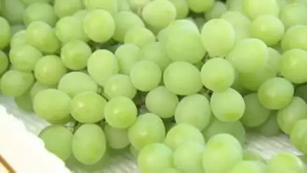 高級和菓子に使われるマスカット・オブアレキサンドリアの収穫始まる　メーカーの自社農園で【岡山】