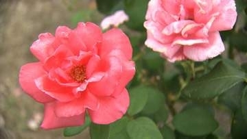 バラの「二番花」と満開のアジサイが共演！初夏のRSKバラ園【岡山】