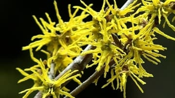 準絶滅危惧種に指定「アテツマンサク」がまんさく園で見ごろ　春の山野草と競演【岡山・新見市】