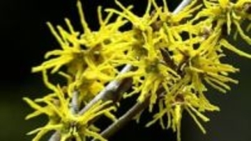 準絶滅危惧種に指定「アテツマンサク」がまんさく園で見ごろ　春の山野草と競演【岡山・新見市】