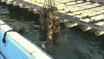 冬の味覚カキが大打撃「生きとるのがレアなくらい」　水揚げ始まった備前市の日生地区でも死滅被害　生産者は頭抱える【岡山】