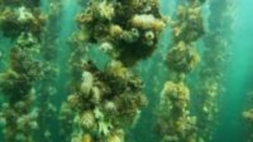 瀬戸内海でカキの大量死問題　岡山県内3漁協「2年もののカキ」7割から8割が死んでいる