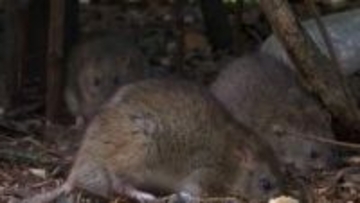 【ハンタウイルス】感染力は、注意点すべきことは…専門家に聞く必要な心構え「野生動物はどんな病原体を持っているかわからない」【岡山】