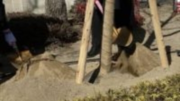 「日ごろの疲れを癒やしていただけたら」岡山南ロータリークラブが旭川荘に八重桜を寄贈　贈られたサクラはこれで114本【岡山】