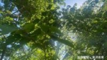 「上から降ってくる！」"ブランコ毛虫"　成虫は見覚えのあるモフモフしたガ「防除のコツ」を害虫駆除の専門家が伝授【後編】