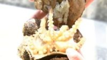 瀬戸内海で「イイダコ」のたまごを放流　漁獲量回復に向け　高松市庵治町沖