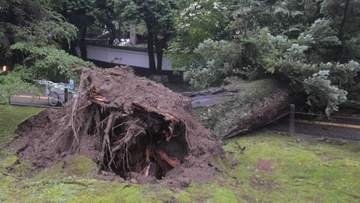 【推定樹齢100年以上の大木】「ドンという音がした」岡山後楽園の西外園にあるモミの木が倒木