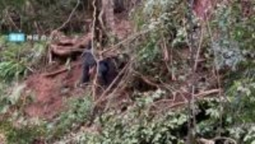 県内のツキノワグマの出没件数は記録が残る2001年以降過去最多に　背景にクマを取り巻く環境の変化か【岡山】