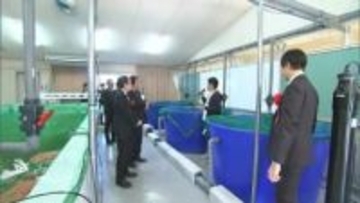 コチョウザメを育てキャビアを生産　排泄物を栄養分に変換しイチゴを生産　新しい形の陸上養殖施設が完成【香川・さぬき市】