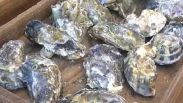 「カキも例年通り販売」正月用に瀬戸内の魚介類を販売「歳末真魚市」開催【岡山・備前市】