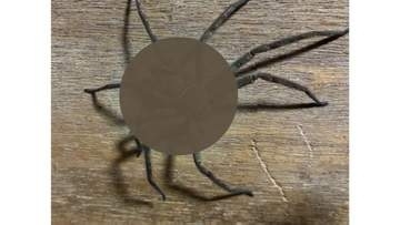 【家の中にタランチュラ？】守り神「アシダカグモ」実は「外来種で毒がある」おとなしい性質