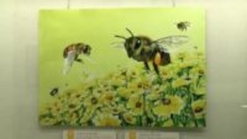 昆虫の絵本と標本を見比べ比較を楽しむ展示会　倉敷市立自然史博物館【岡山】