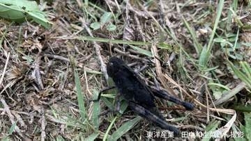 【黒いバッタ】病気？新種？こんな色のバッタがいるの？