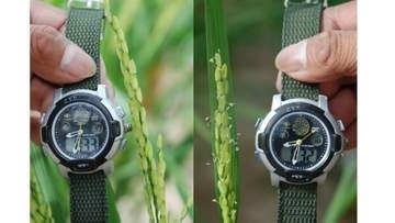 イネの「早起き」が食卓を救う　開花時刻を制御する新遺伝子EMF3の発見　高温下でもコメの安定生産に貢献【農研機構　吉備国際大学など】