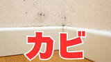 「【大掃除】「カビはゴシゴシ洗ってはダメ！」“壁紙の裏” “詰め込みすぎたクローゼット”など「見えない場所」にカビの可能性が！「換気と拭き掃除を」」の画像1