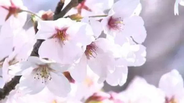 「約2万人が花見に訪れる人気のスポット　三豊市の紫雲出山のサクラ　ほぼ満開【香川】」の画像
