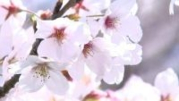 約2万人が花見に訪れる人気のスポット　三豊市の紫雲出山のサクラ　ほぼ満開【香川】