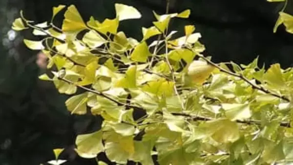 推定樹齢900年　国の天然記念物に指定されている菩提寺の大イチョウが見ごろ【岡山・奈義町】