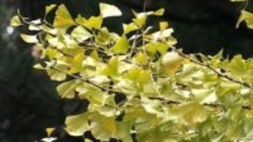 推定樹齢900年　国の天然記念物に指定されている菩提寺の大イチョウが見ごろ【岡山・奈義町】