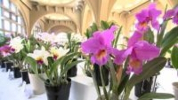 「ランの女王」カトレア約100株が並ぶ展示会　丸亀市のレオマリゾート　今年は「蘭カフェ」も【香川】