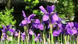 「古くから高貴な色として愛される深い紫の花びらを持つアヤメ　津山市の神社で見ごろに【岡山】」の画像1
