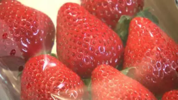 イチゴの共進会に8品種26点が出品　今年は冬の冷え込みの影響で甘みが強い【岡山】