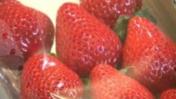 イチゴの共進会に8品種26点が出品　今年は冬の冷え込みの影響で甘みが強い【岡山】