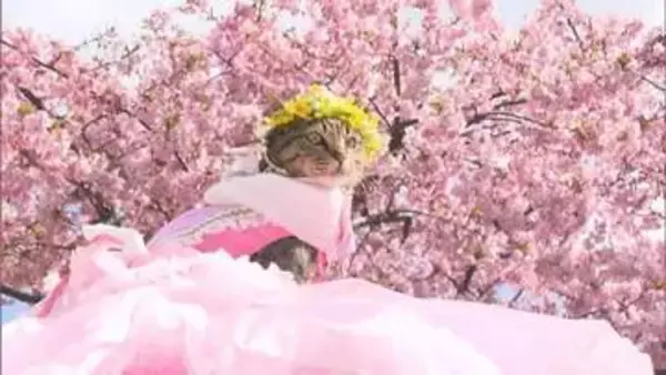 児島湖周辺で河津桜が満開　キッチンカーも出て花見会開催【岡山】