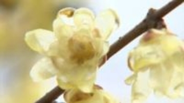 【春の訪れ】讃岐まんのう公園で「ロウバイ」が見ごろ　甘い香りに包まれる【香川】