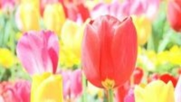 赤にピンクに黄色に　7万本のチューリップが見ごろ　青空と新緑に映えて　丸亀市のレオマリゾート【香川】