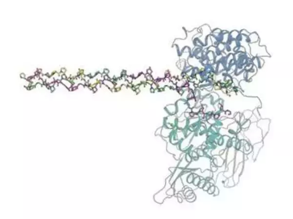 病原細菌がコラーゲンを壊すしくみを発見！「移植再生医療」や「新薬開発」への応用に期待【岡山大学】