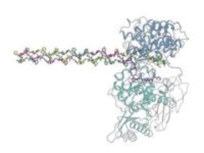 病原細菌がコラーゲンを壊すしくみを発見！「移植再生医療」や「新薬開発」への応用に期待【岡山大学】