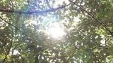 「岡山・香川でも朝から各地で30℃超　午前11時に高梁で34.2℃　岡山で33.7℃　高松で33.0℃など」の画像1