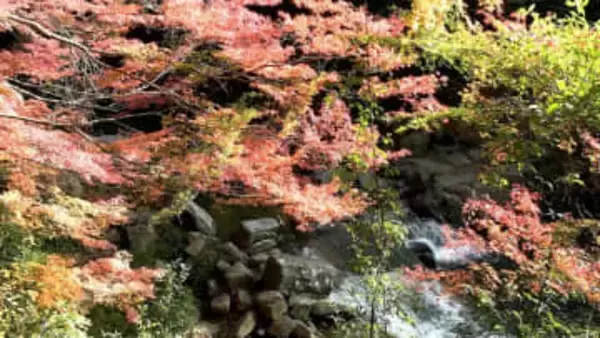 総社市の豪渓で紅葉が見ごろ　色付いた木々と屏風のような岩石の渓谷美を楽しんで【岡山】