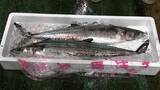 「1キロ2万円　讃岐に春を告げる魚として愛されている「サワラ」の初セリ始まる【香川】」の画像1