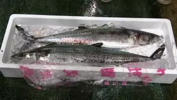1キロ2万円　讃岐に春を告げる魚として愛されている「サワラ」の初セリ始まる【香川】