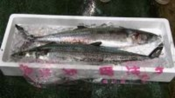 1キロ2万円　讃岐に春を告げる魚として愛されている「サワラ」の初セリ始まる【香川】