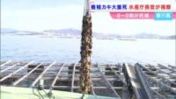養殖カキの大量死　水産庁の藤田仁司長官らが香川県の産地を視察　「日本周辺の海が変化している」
