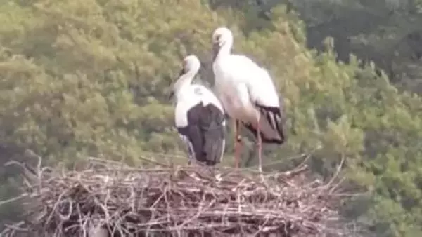 「静かに見守って」　今年もまんのう町でコウノトリのヒナが誕生　4年続けて同じペアが同じ場所で【香川】