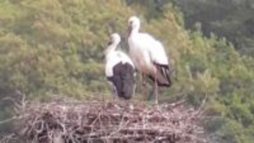 「静かに見守って」　今年もまんのう町でコウノトリのヒナが誕生　4年続けて同じペアが同じ場所で【香川】