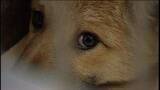 「保護した犬や猫を一時的に保護する新たな施設の落成式　最大50頭を保護し訓練など【香川・高松市】」の画像1