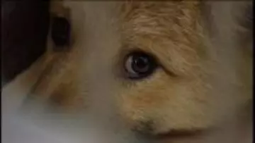保護した犬や猫を一時的に保護する新たな施設の落成式　最大50頭を保護し訓練など【香川・高松市】