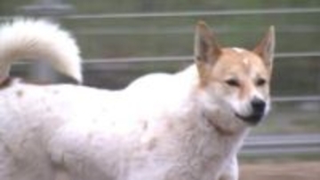 イヌやネコの譲渡などに取り組む動物愛護施設「しっぽの森」にペットフードを贈呈　高松西ロータリークラブ【香川】