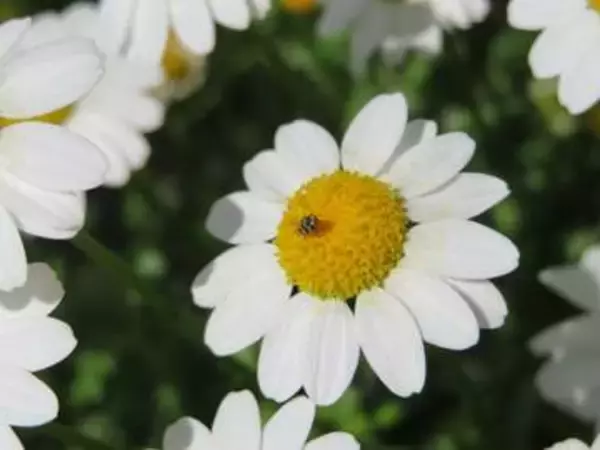 【余ったカイロで防虫】衣類や乾物を食べる小さな虫「ヒメマルカツオブシムシ」の撃退法【後編】